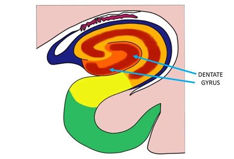 dentate gyrus